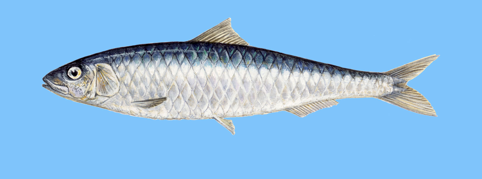 Sardine - Le guide du WWF sur les produits de la mer